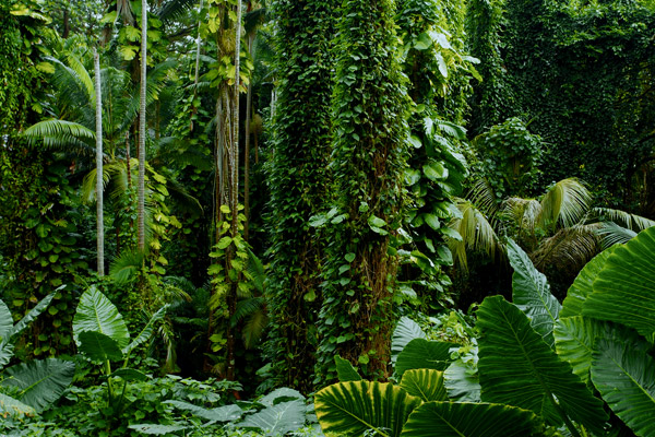 Dream Acres landscape
