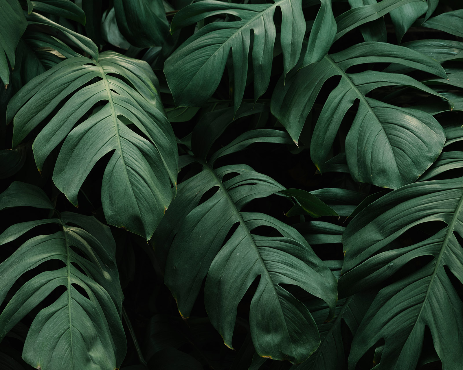 Dream Acres greenery
